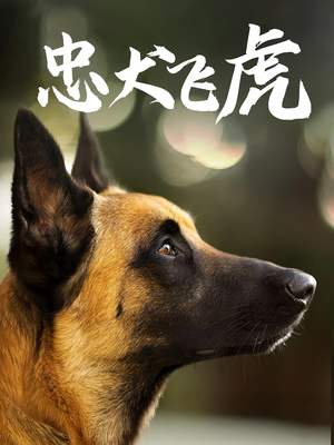 忠犬飞虎(33集) 忠犬飞虎(33集)精彩短剧推荐